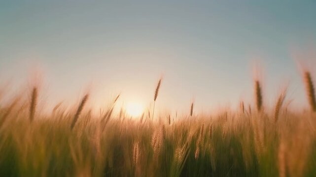 Field of Tall Soft Meadow Grass Swaying in Wind at Sunset, Peaceful Golden Nature Background Loop 1080p Full HD