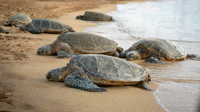 Sea turtles resting on the shore