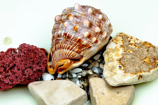 Conchiglia e ciottoli di mare