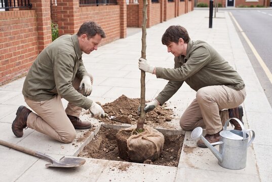 Volunteers Plant Young Tree Beside Urban Sidewalk