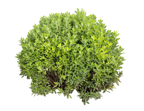 Tropical plant fence bush green shrub tree isolated on white background with clipping path.