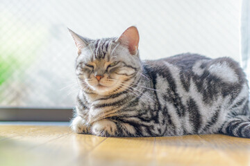 窓際で香箱座りをしながら眠そうに目を細める猫