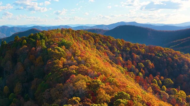 Beautiful fall scenery featuring dense mountain woodland covered in brilliant autumn colors. Warm sunset light enhances vibrant forest landscape.