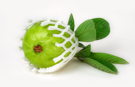 Guava, a tropical fruit from Nicaragua. For eating and export.