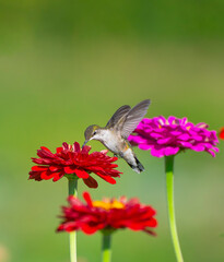 Naklejka premium close up on flying ruby throated hummingbird above flower