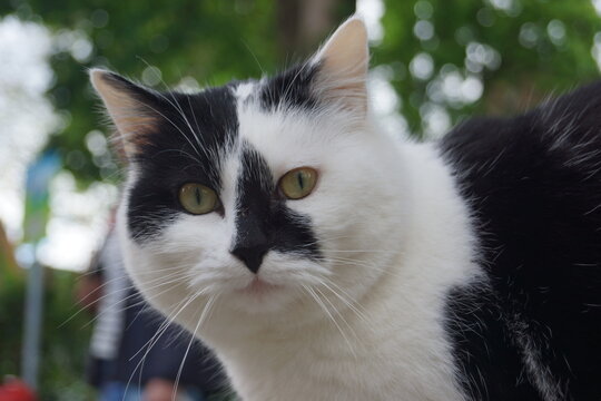 Schwarz Weise Katze