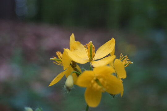 Verschiedene Blumen