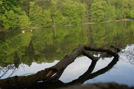 B&auml;ume im Wald am Wasser und im Wasser