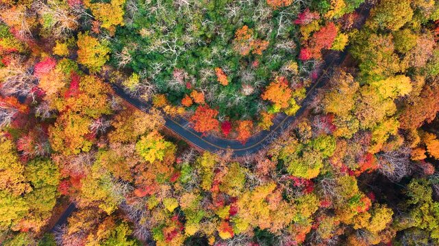 Car cruising on scenic road in Appalachian mountains. Trees glowing in vibrant fall foliage.