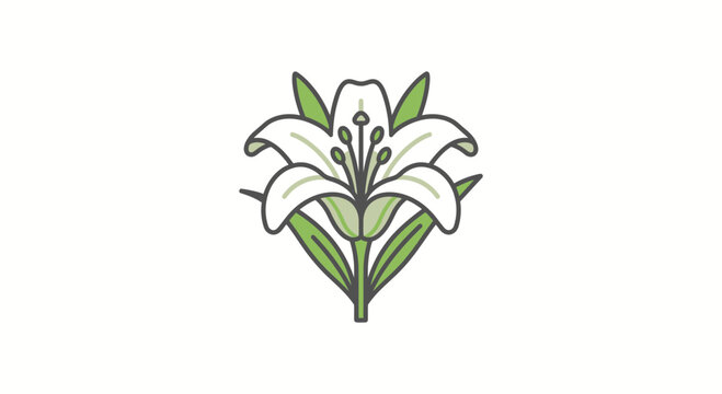White lily flower illustration with green leaves.