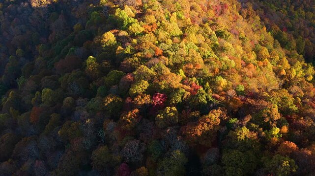 Colorful forest sunset landscape of Appalachian mountain hills in fall season. Yellow and orange canopies create vibrant autumn scenery.