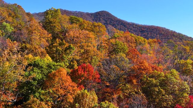 Sunset casting warm light across dense autumn woodland in highland mountains. Brilliant yellow, orange and red foliage covers rolling landscape in peak fall season.