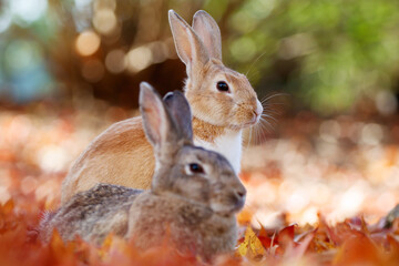 Naklejka premium Two rabbits among autumn leaves on Okunoshima Rabbit Island, Japan