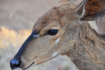 Close-up portrait of a female nyala antelope in a wildlife park © Shahrokh