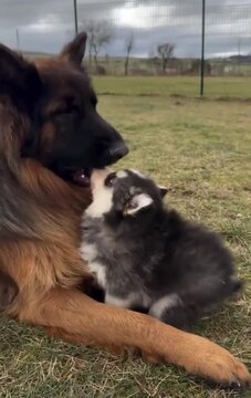 german shepherd dog