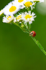 Ladybug on white daisy. Macro flower insect closeup. Spring wildflower garden background. Natural bloom with beetle. © Svitlana