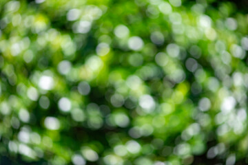 Fototapeta premium Green background with spring bokeh. Green background featuring blurry leaf. Soft blur fills green background. Natural bokeh and green background with blurry leaf.