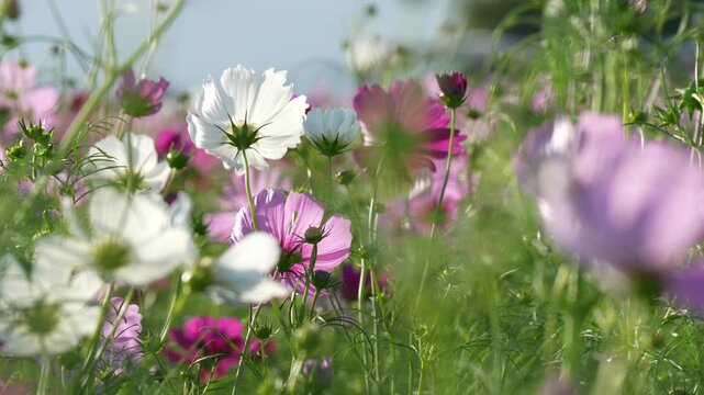 コスモス畑の4Kスローモーション動画