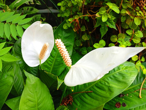 White peace lily plant flower showing delicate spadix and green leaves with tropical plant indoor plant potted plant