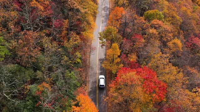 Road trip in fall season through mountain forest. Car driving on a winding road under colorful autumn canopy.