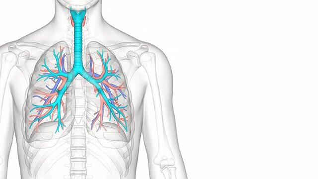 3D Medical Illustration of Human Lungs and Respiratory System Anatomy