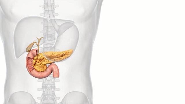 3D Medical Illustration of Human Pancreas and Duodenum System Anatomy