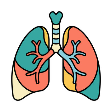 Colorful human lungs anatomy vector illustration with trachea and bronchial tree for medical education and health concepts