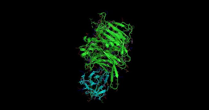 Measles virus hemagglutinin bound to its cellular receptor SLAM, macromolecular complex involved in virus entry, 3D structure 4K spinning