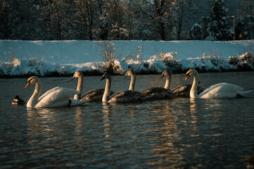 Gänse © Lenseberl