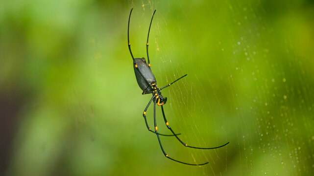 Giant Golden Orb Spider on Web Nephila pilipes