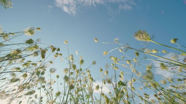 Wild Carrot Flowers from Below: Ultra Wide-Angle Shot Against Blue Sky at Sunset | Queen Annes Lace Wildflowers Swaying in Field | Nature Botanical Low Angle Perspective