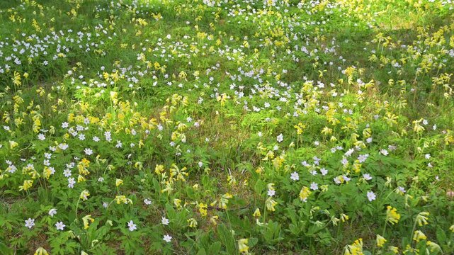 White and yellow wildflowers blooming in a sunny spring meadow