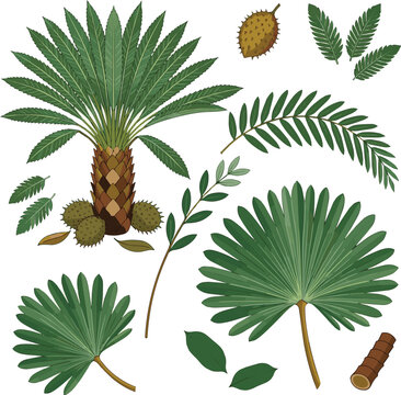 Generated on Tropical Salacca zalacca and Blechnum gibbum tree, exotic flora, rainforest plants, lush garden greenery, ornamental foliage vector art on white background