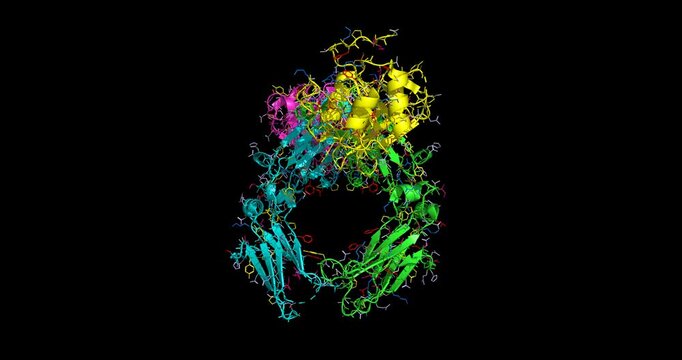 Engineered Fc fragment blood-brain barrier transport vehicle ()blue, green) complexed with transferrin receptor 1, macromolecular CNS/brain drug delivery system, 3D structure 4K spinning