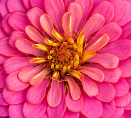 Obraz premium Macro shot of a pink zinnia flower
