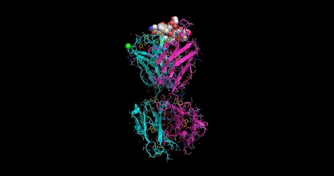 Fab antibody and amyloid beta fragment complex targeting Alzheimer's-associated peptide (spheres), 3D structure 4K spinning