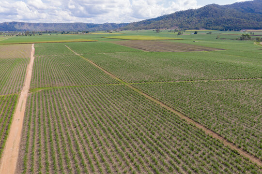 Central Queensland Farmland - Mackay Australia. Area has extensive sugar cane farming