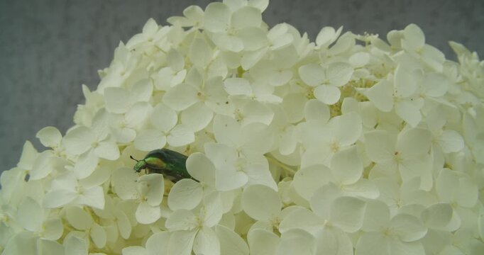 A metallic green cetonia aurata beetle explores a cluster of blooming white hydrangea petals. Authentic nature scene for sustainability and biodiversity concepts.