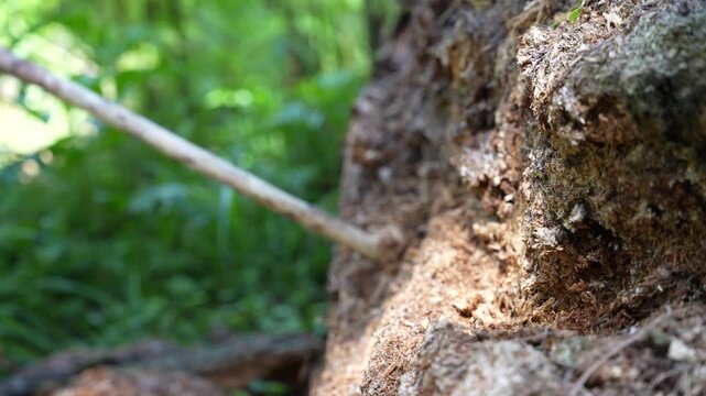 A wooden stick clears loose soil and debris from the base of a tree in a forest