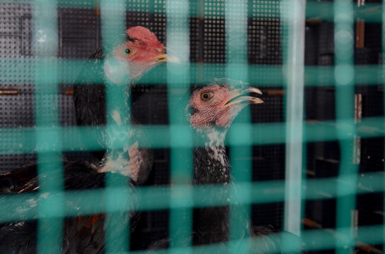 two black-feathered chickens stand inside a green mesh wire cage faintly visible in the foreground, their sharp gazes fixed on the camera. a scene of rural poultry farming and husbandry.