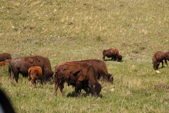 Wild American Bison on the plains of South Dakota