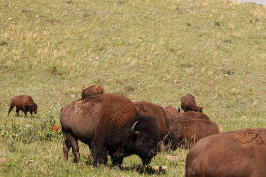 Wild American Bison on the plains of South Dakota shedding it's winter coat