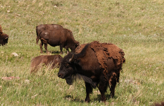 Wild American Bison on the plains of South Dakota shedding it's winter coat