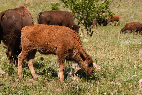 Wild American Bison calf on the plains of South Dakota