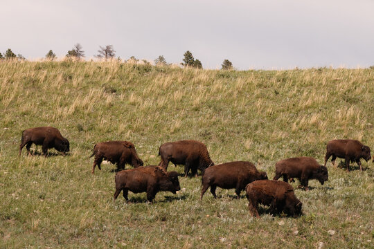 Wild American Bison on the plains of South Dakota