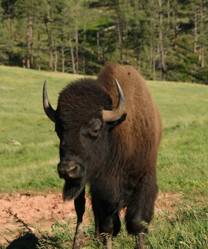 Wild American Bison on the plains of South Dakota