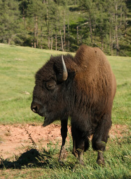 Wild American Bison on the plains of South Dakota