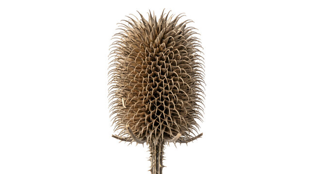 Dried teasel plant head in intricate beige and brown tones, excellent for botanical illustrations or natural craft materials.