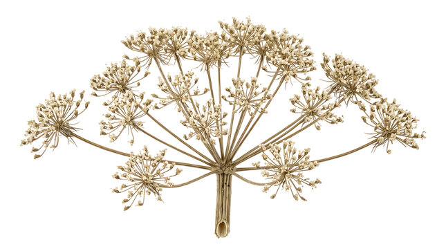 Dry cow parsley inflorescence with delicate beige stems and tiny seed heads isolated on transparent background for botanical designs and autumn decor layouts.