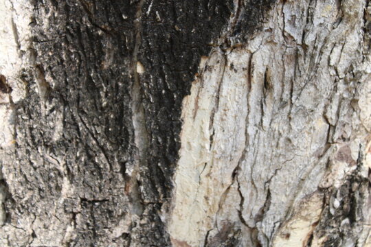 Natural tree bark texture background, old tree texture